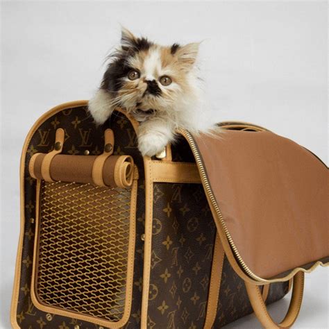 lv dog card holder|For Pets Collection for New .